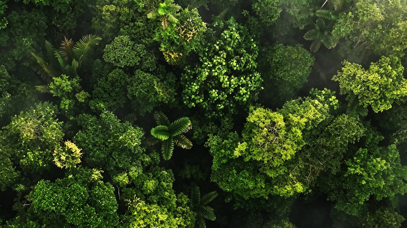 WORLD BANK: State and Trends of Carbon Pricing 2026, INTRODUCTION & TOWARDS GOVERNMENTS