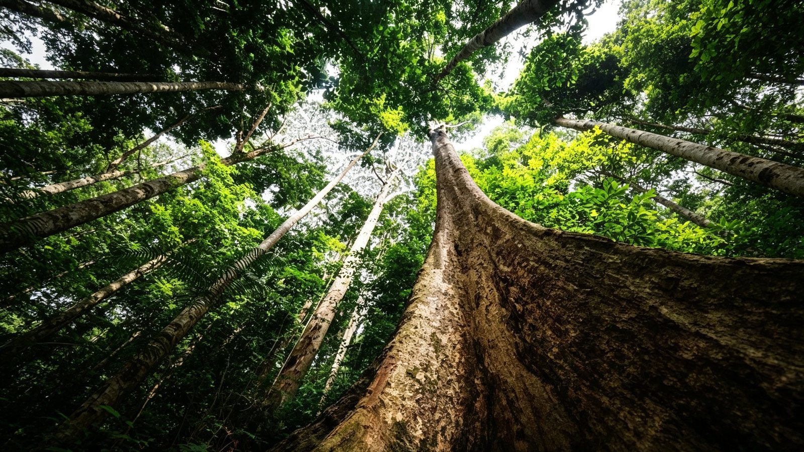WORLD BANK: STATE AND TRENDS 2026, CARBON PRICING