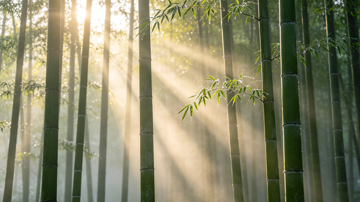 Understanding Bamboo Carbon Credits: How to Develop Full Lifecycle Carbon Asset